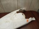 KTM EXC 300 BŁOTNIK NADKOLE TYŁ TYLNY OWIEWKA